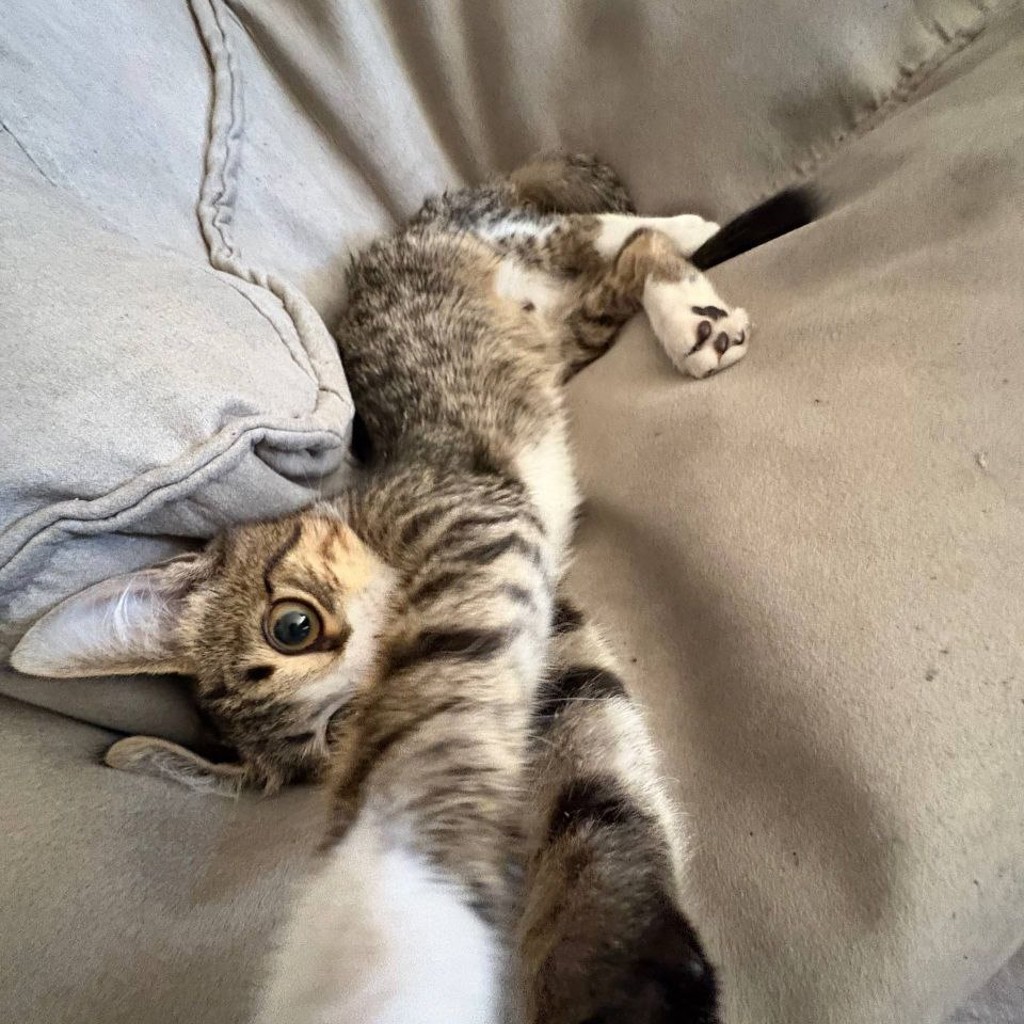 Котёнок