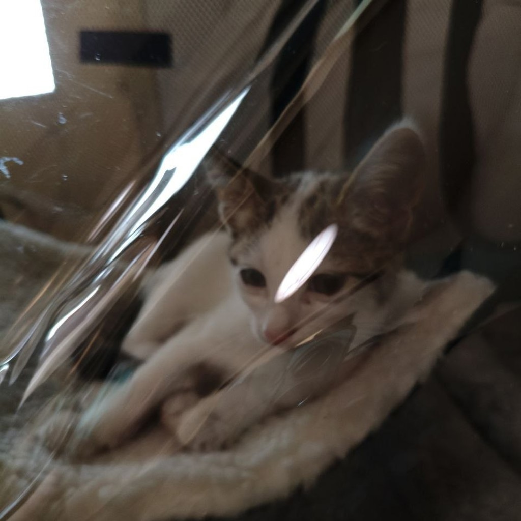 Сбор на операцию для кота