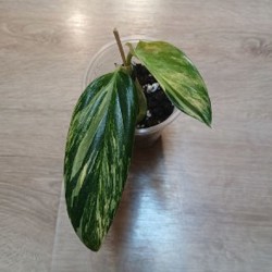 Монстера Lechleriana - фото 2