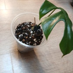 Монстера Lechleriana - фото 8