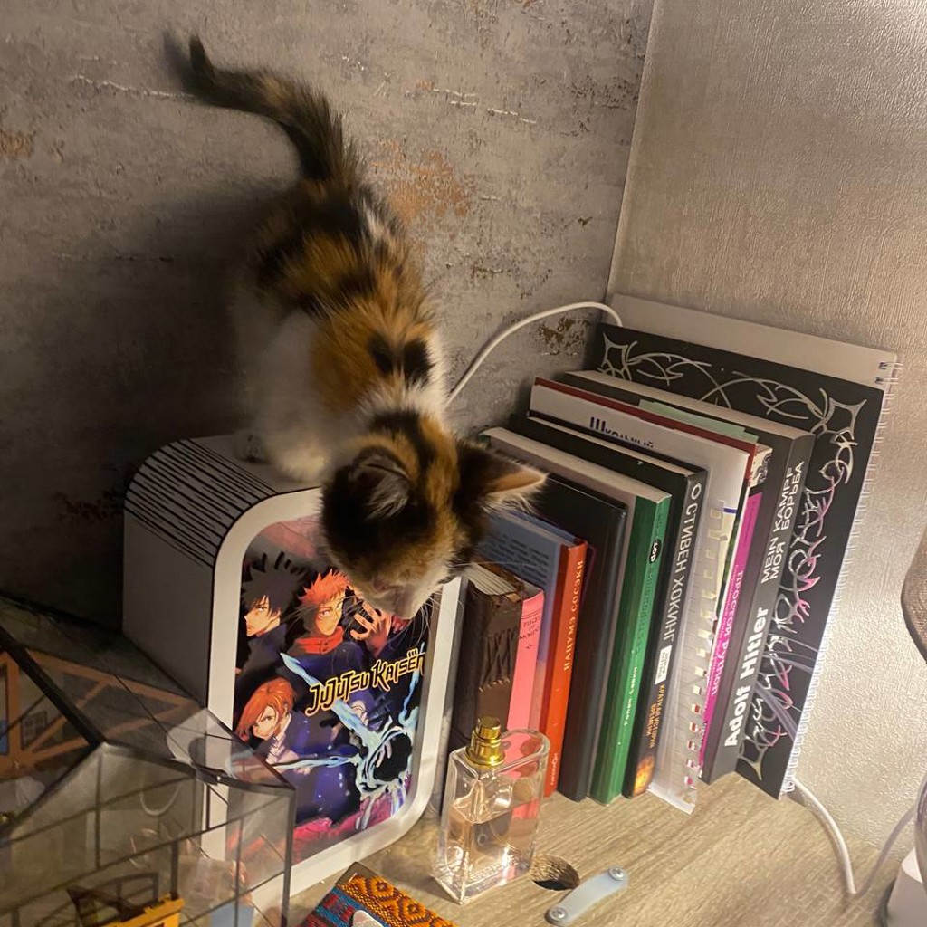 Котенок