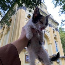 Котенок - фото 3