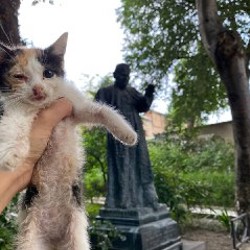 Котенок - фото 4