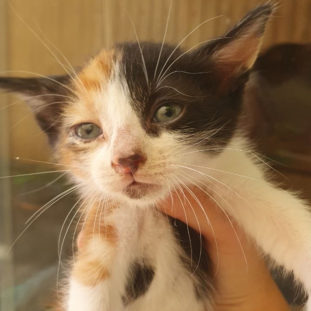 Котенок мальчик