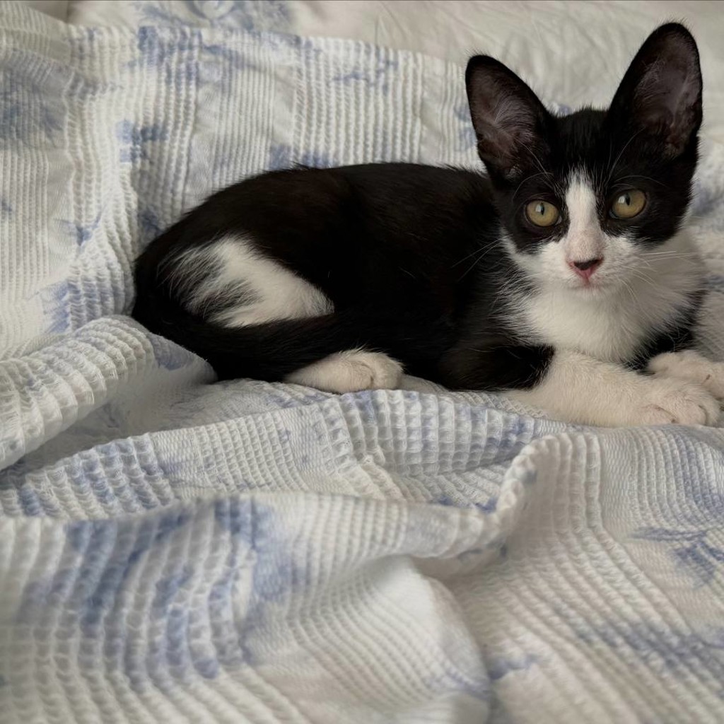 Котенок Бублик