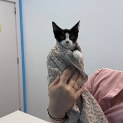 Котенок Бублик - фото 2
