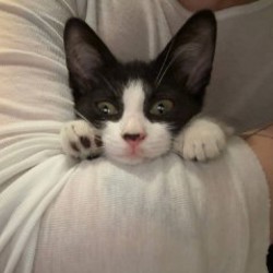Котенок Бублик - фото 3