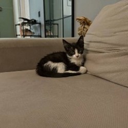 Котенок Бублик - фото 4