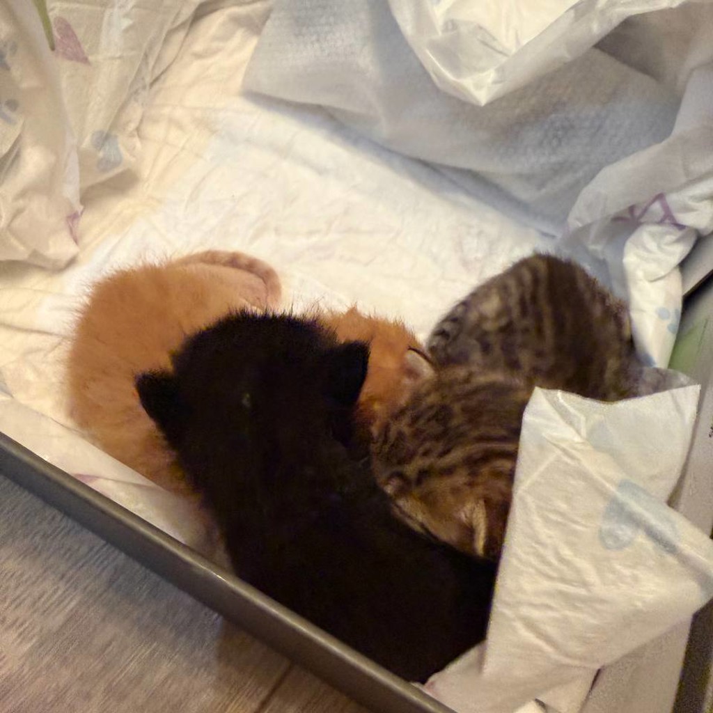 Котята
