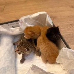 Котята - фото 2