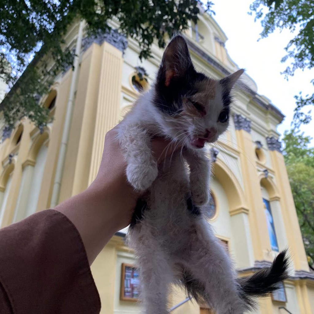 Младенец кошачий