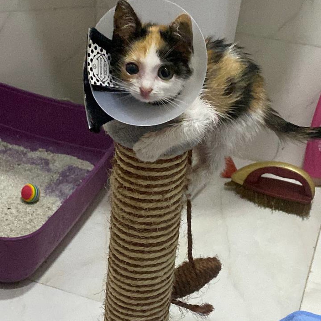 Младенец кошачий