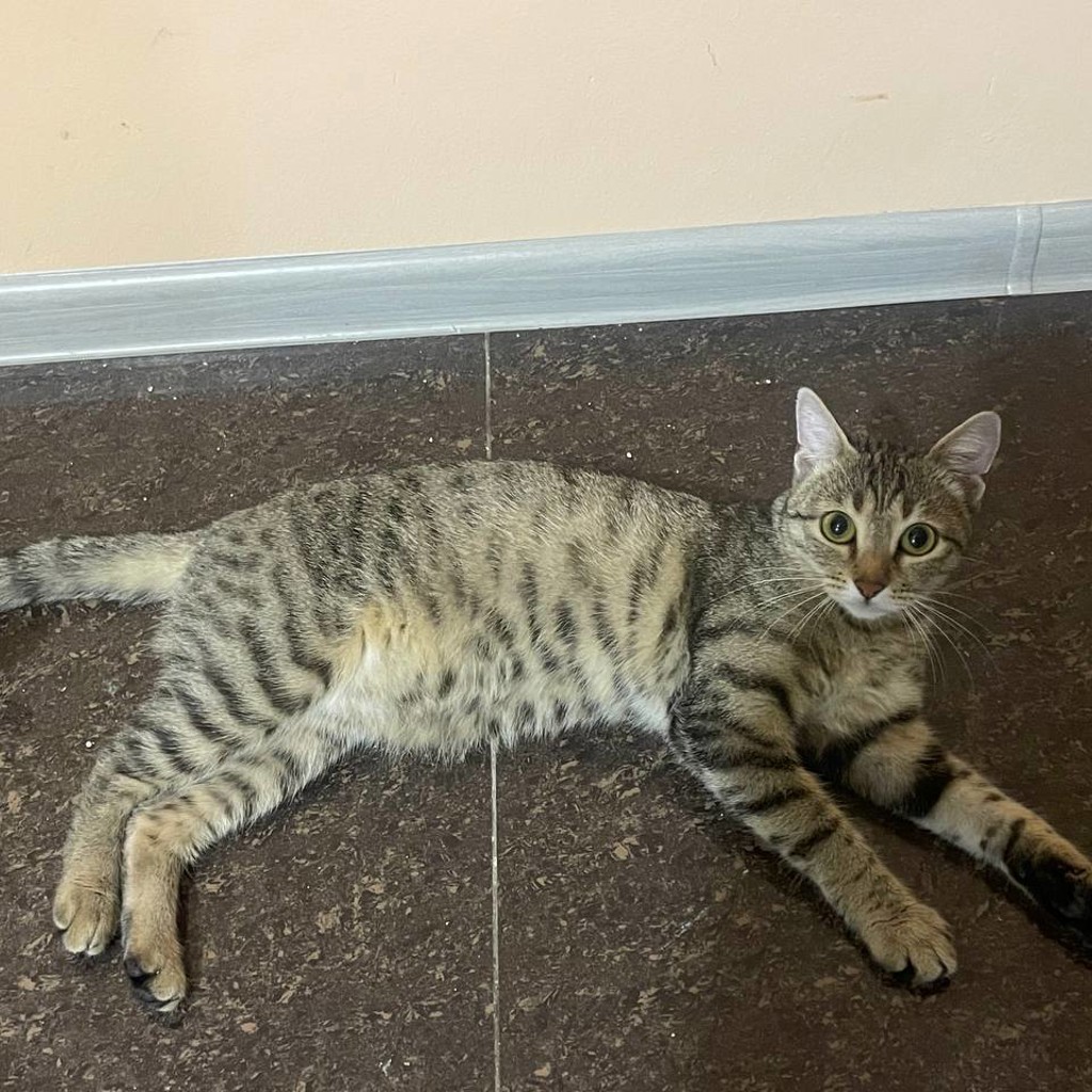 Кошка по имени Буся