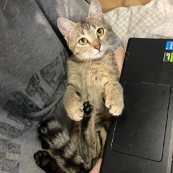Кошка по имени Буся - фото 2