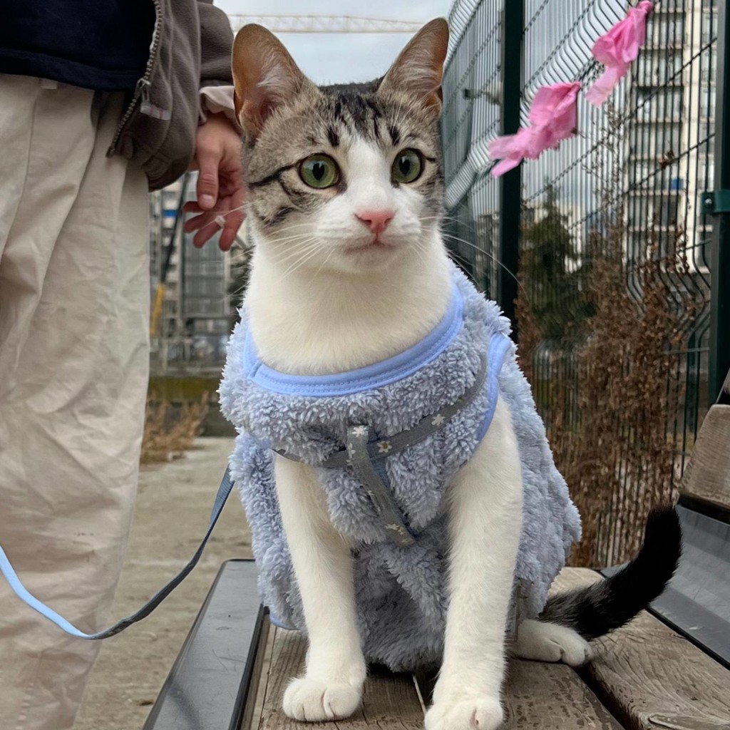 Костюм для кота/небольшой собаки