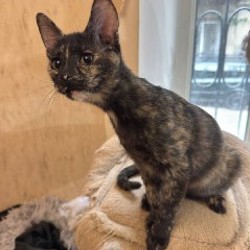 Котёнок Клякса - фото 2