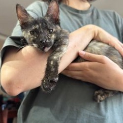 Котёнок Клякса - фото 6