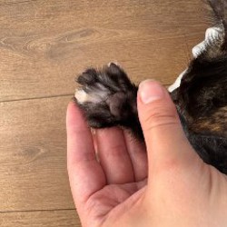 Котёнок Клякса - фото 7