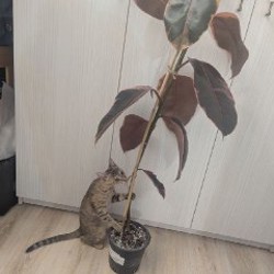 Фикус Бэйлиз - фото 1