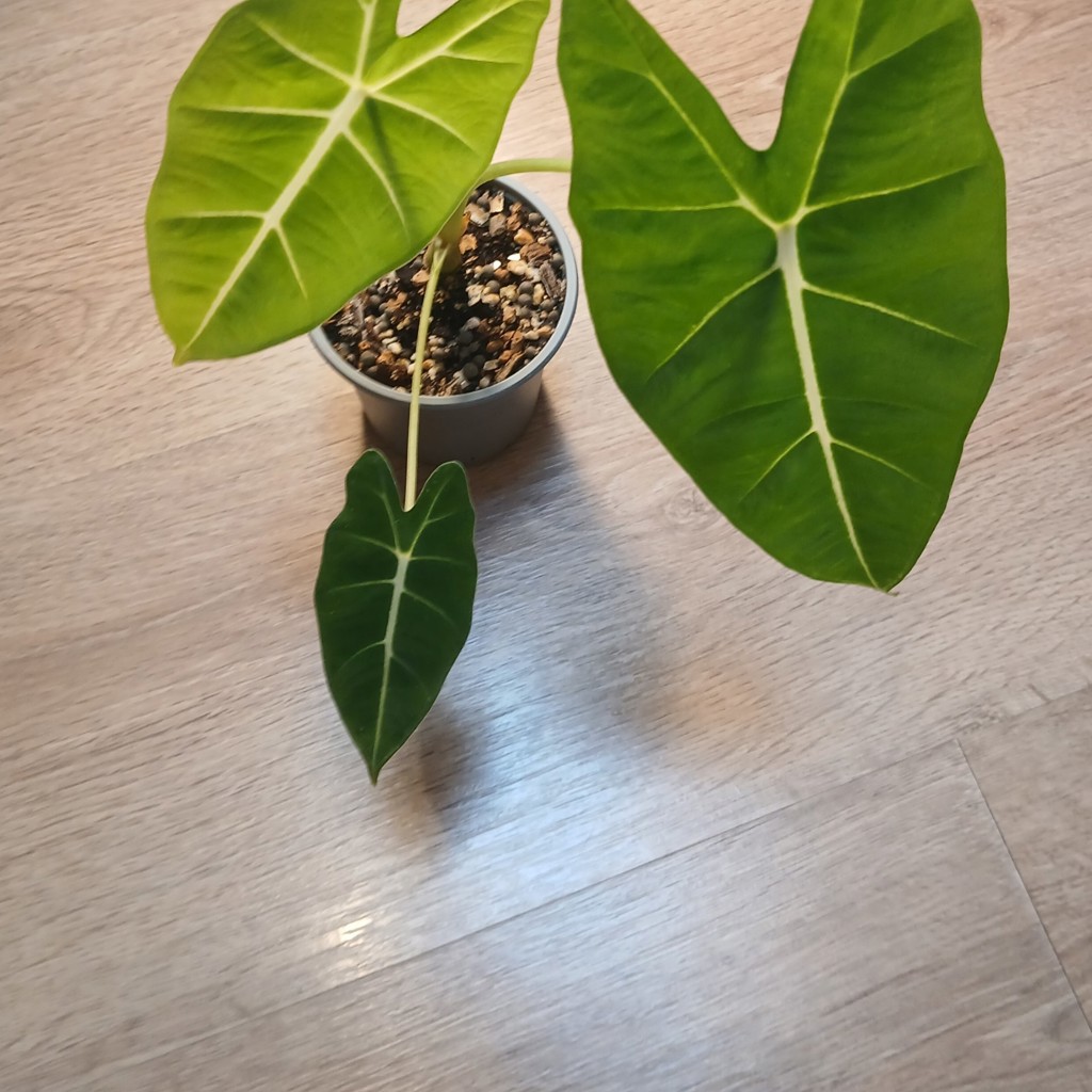 Alocasia 'Frydek'