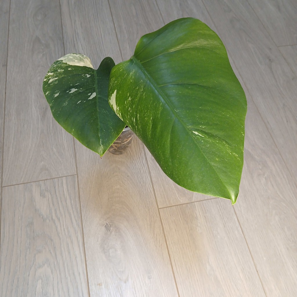 MONSTERA ALBO VARIEGATA
