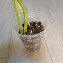 MONSTERA ALBO VARIEGATA - фото 2