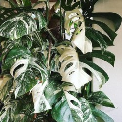 MONSTERA ALBO VARIEGATA - фото 3