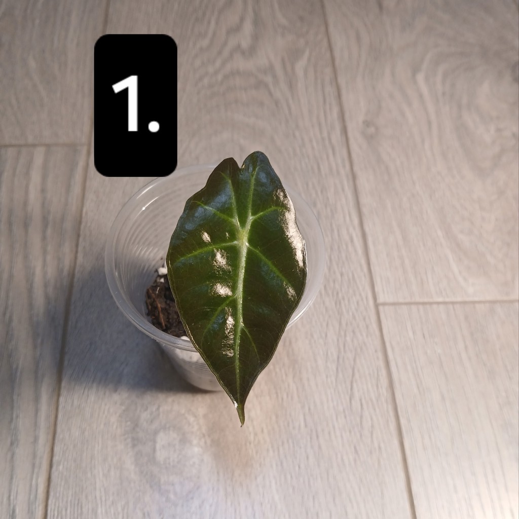 ALOCASIA 'POLLY'