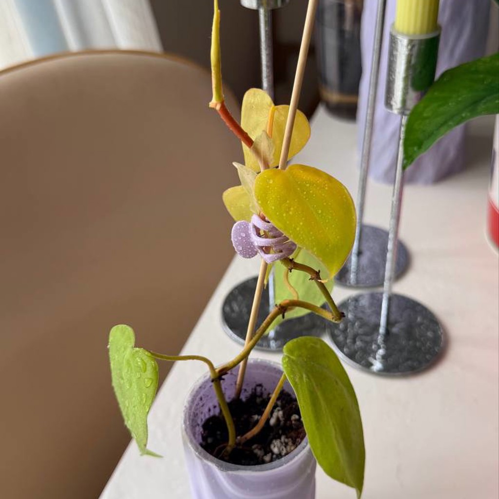 Ficus benjamina