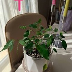 Ficus benjamina - фото 2