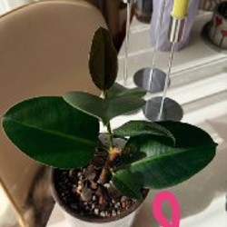 Ficus benjamina - фото 3