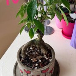 Ficus benjamina - фото 4