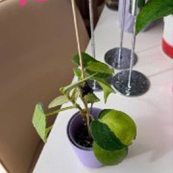 Ficus benjamina - фото 5