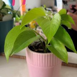 Ficus benjamina - фото 6