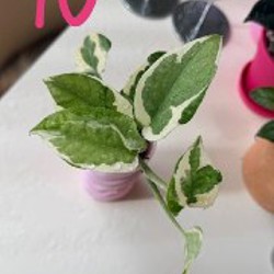 Ficus benjamina - фото 8