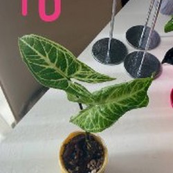 Ficus benjamina - фото 9