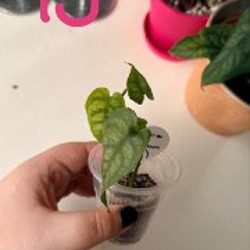 Ficus benjamina - фото 10