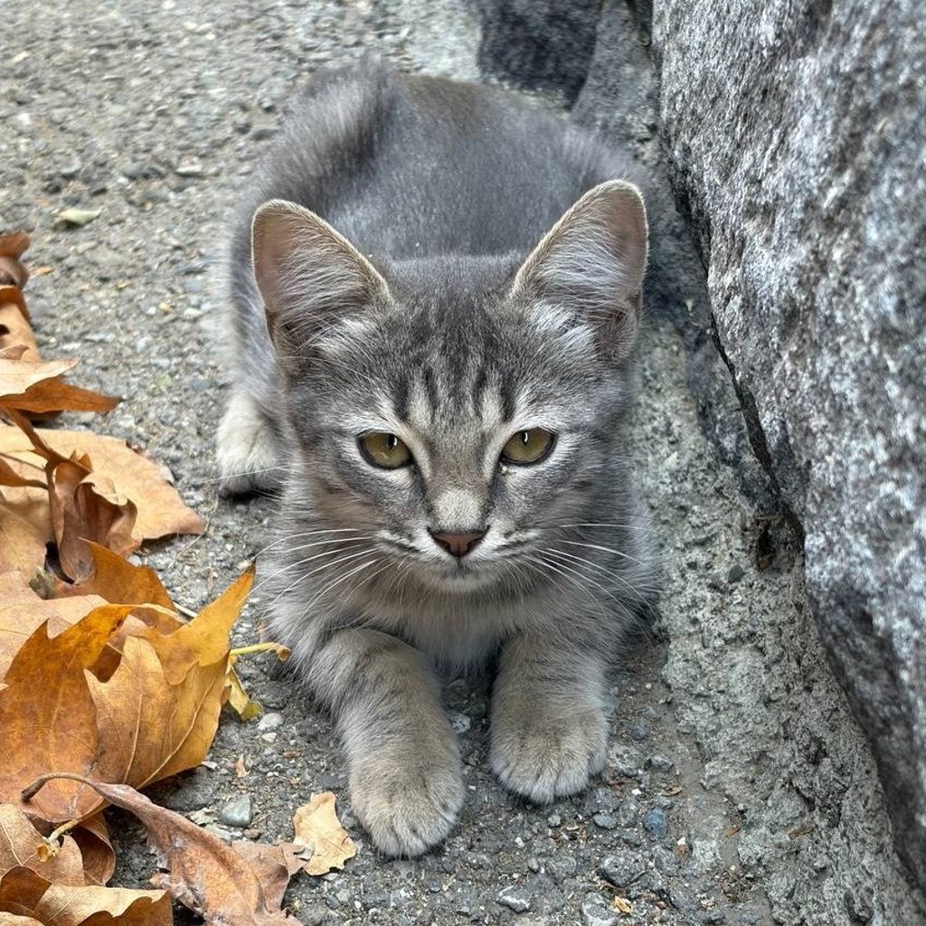 Котёнок