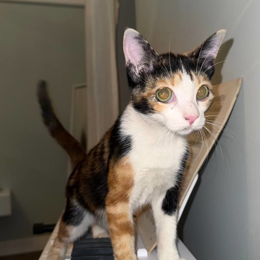 Котенок Банка