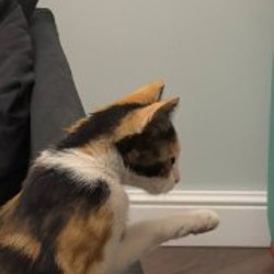 Котенок Банка - фото 2