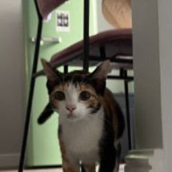 Котенок Банка - фото 3