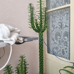 Аустроцилиндропунция - фото 3