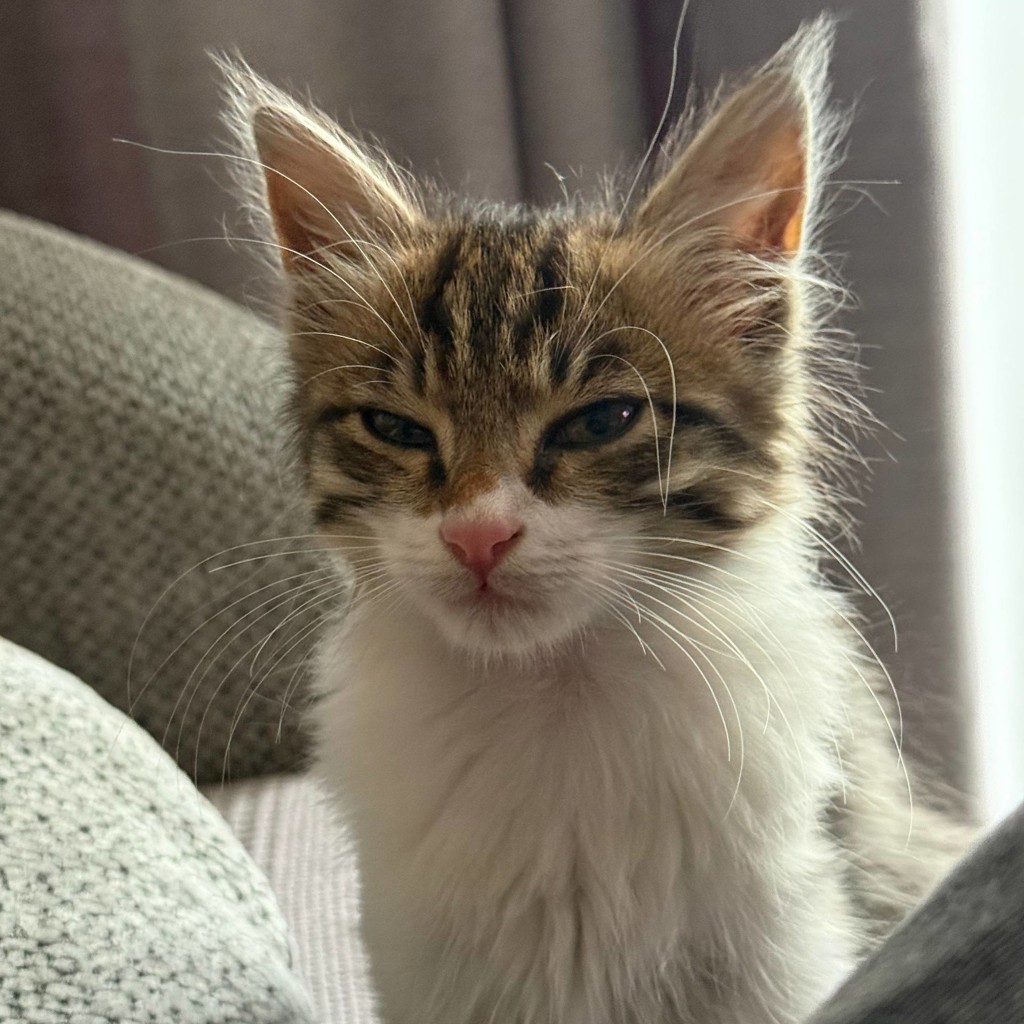 Котенок Томми