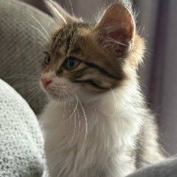 Котенок Томми - фото 2