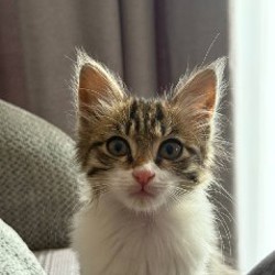 Котенок Томми - фото 3