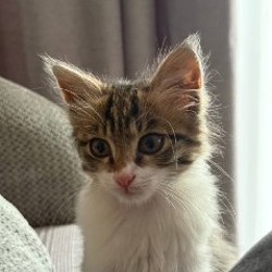 Котенок Томми - фото 4