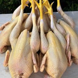 Домашние куры - фото 1