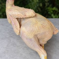 Домашние куры - фото 3