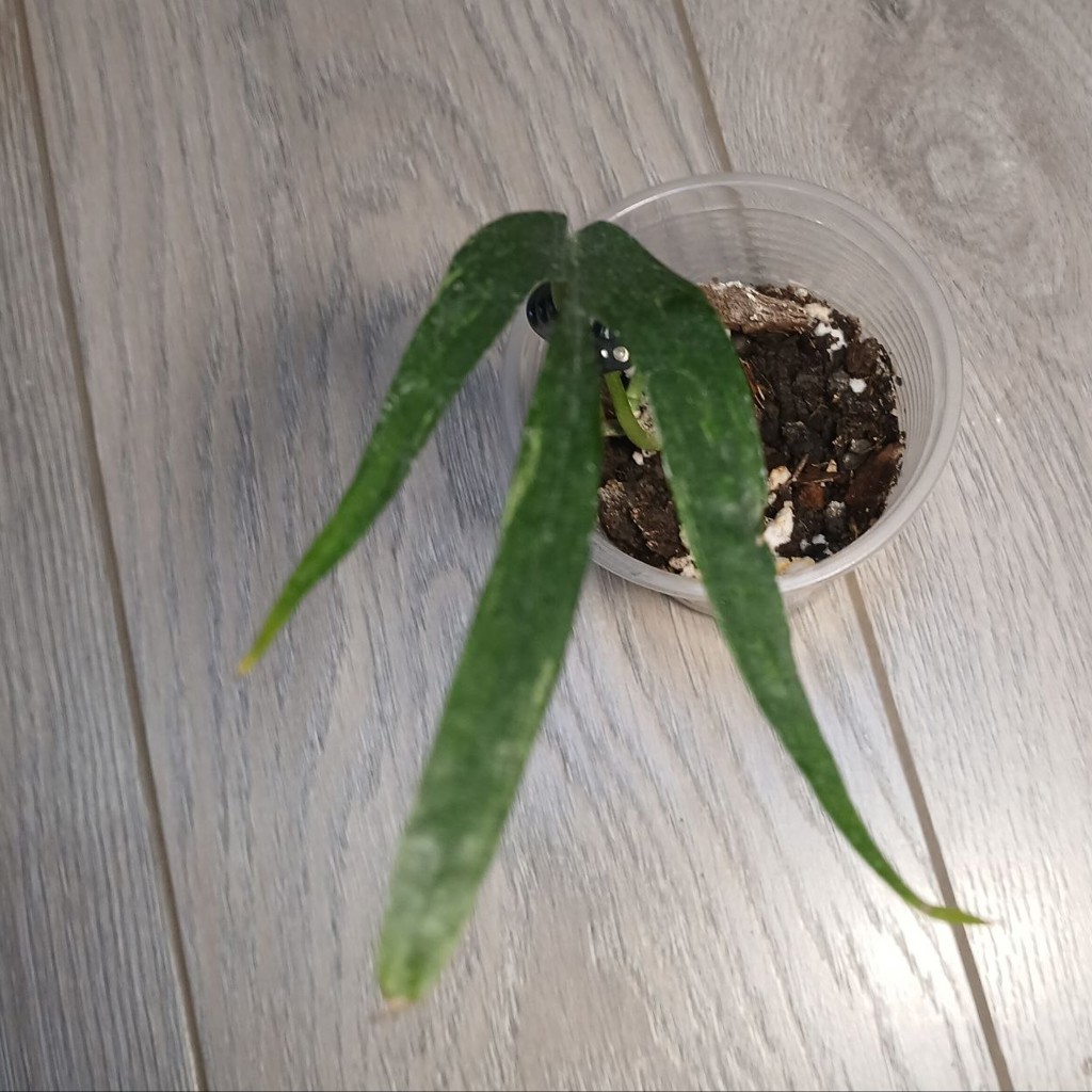 Монстера amybrium zippelanum fish bone variegata