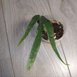 Монстера amybrium zippelanum fish bone variegata - фото 1